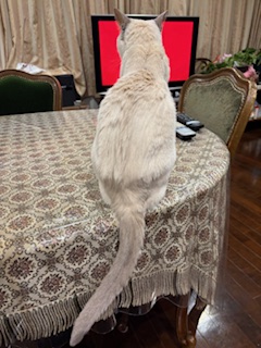 見えないんですけど