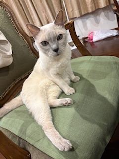 不思議なおすわり