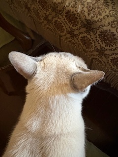 耳は後ろ
