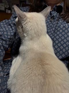 おすわり3へんげ