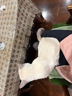 とんとんおねだり