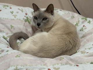 うとうと