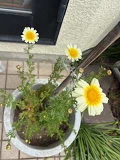 しゃっくり