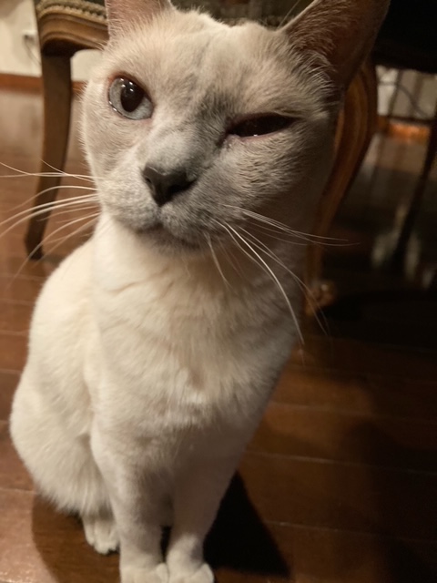 眼はいくつ？