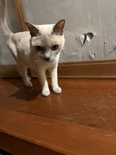 犯ネコは・・