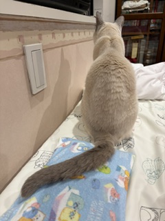 ひやしっぽ