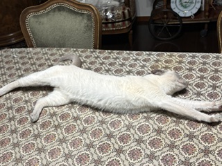 暑いね～