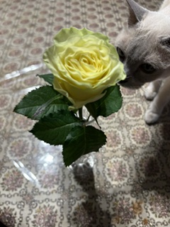 学習しなかったっけ？