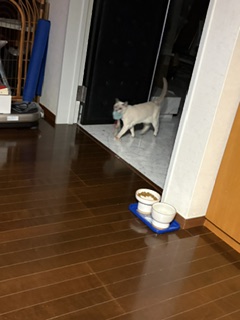 お魚くわえたかえでさん～♪