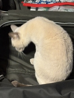 罪悪感